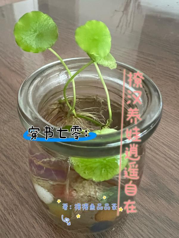 七零穿书沫