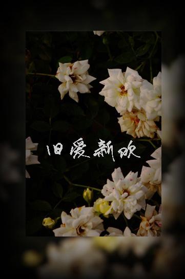 旧爱新欢相吾免费阅读